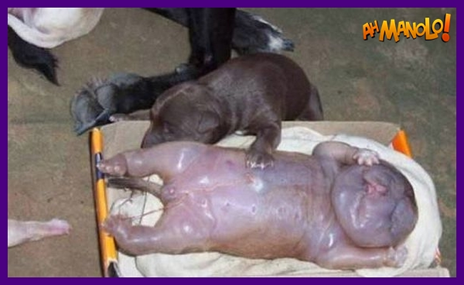 Cachorro dá a luz bebê semelhante há um humano