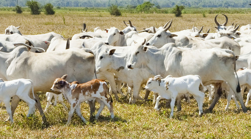 Acre tem quase cinco cabeças de gado por pessoa, aponta pesquisa do IBGE