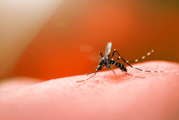 Com 135 notificações de dengue, Prefeitura de Tarauacá recebe recomendação para adotar medidas de combate à doença