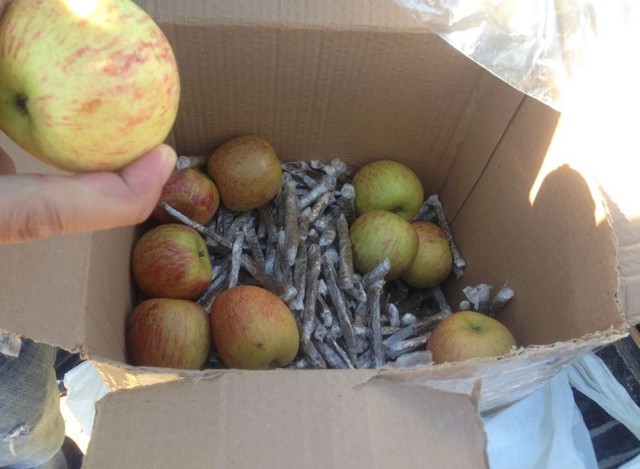 Homem é preso após tentar enviar maconha para Tarauacá em caixa com maçã