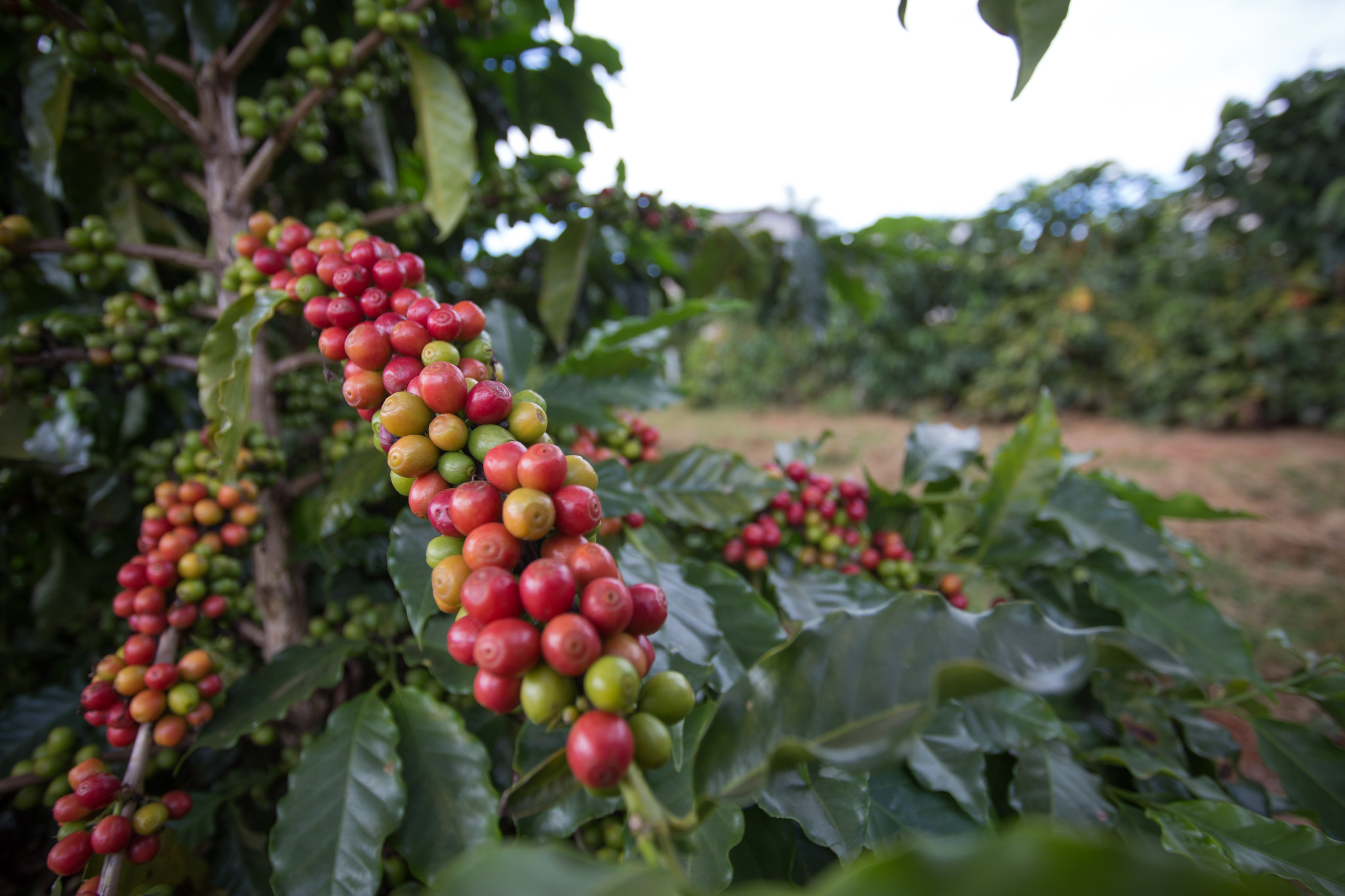 INDICADORES: Preços do café, açúcar e milho em queda, nesta segunda-feira (02)