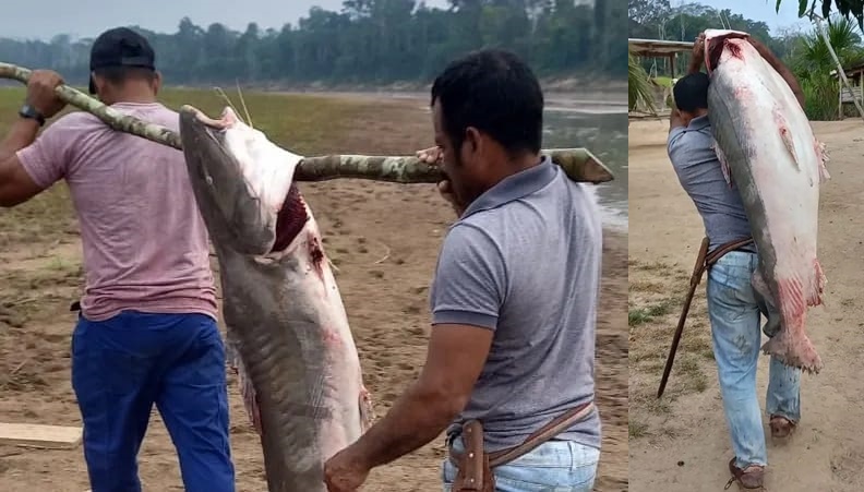 Irmãos capturam peixe gigante de 80 kg durante pesca no Acre