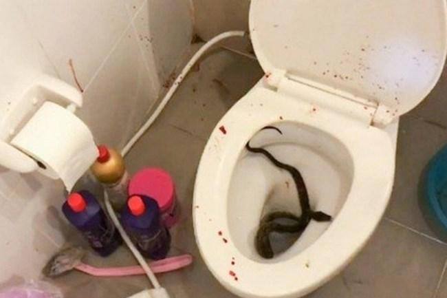 Jovem é picado por cobra no pênis depois de se sentar no vaso sanitário