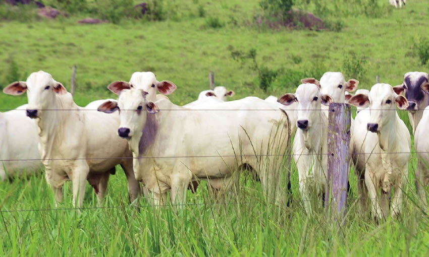 No Acre, rebanho bovino é cinco vezes maior que o número de habitantes