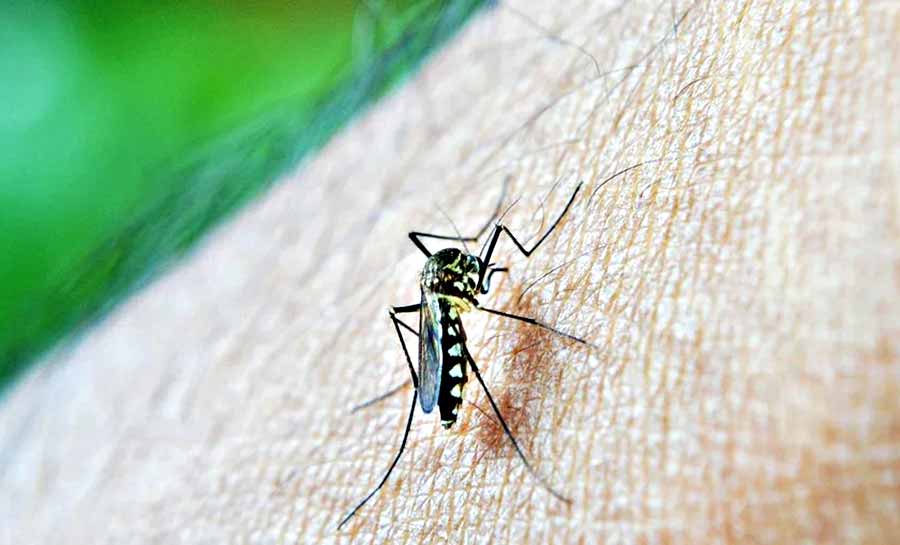 Número de casos de dengue pode chegar a 5 milhões em 2024