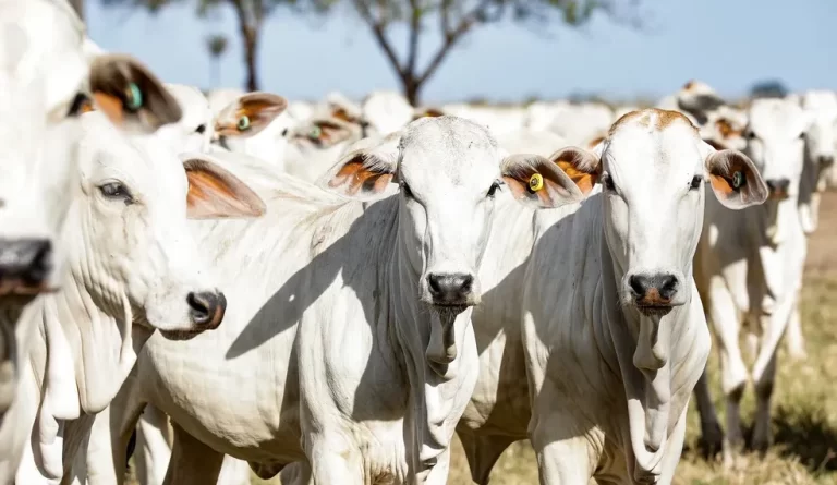 Rebanho bovino acreano atinge 4,6 milhões de cabeças; crescimento de quase 15% em três anos